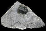 Detailed Gerastos Trilobite Fossil - Morocco #145755-1